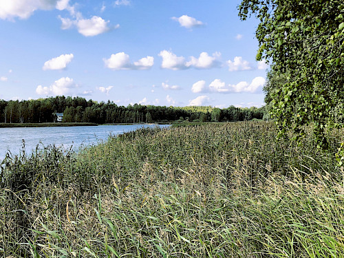 Många stränder är igenväxta av vass på grund av övergödningen. Bild: Marcus Floman